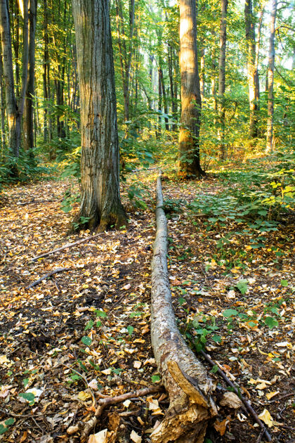 透视摩尔多瓦 基希讷乌 一片有许多绿色和黄色的高大树木和灌木丛 落叶和地上的树木的森林公园场景散步