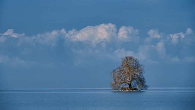 生长海中孤零零的一棵树 天空湛蓝多云海洋木头景观
