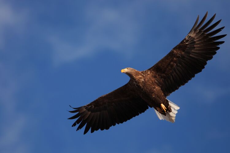 鹰在日本北海道 一只白尾鹰在阳光和蓝天下低空飞行低角度黄色飞行
