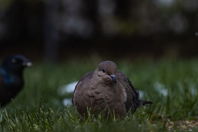 鸽子一只鸽子和一只乌鸦在草地上选择性聚焦拍摄自然黑色天空