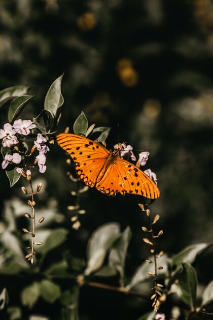 模糊一只橙色蝴蝶在树枝上的垂直镜头背景环境野生动物