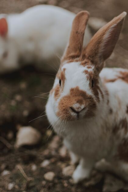 甜精选焦点拍摄可爱的棕色和白色家养兔子看棕色自然