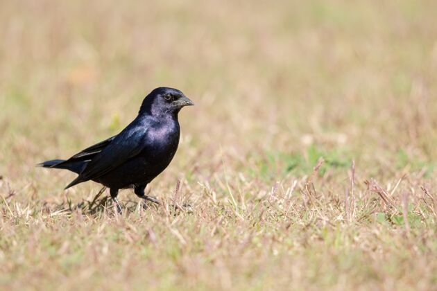 自然场上一只黑乌鸦的选择性聚焦镜头羽毛鸟选择性