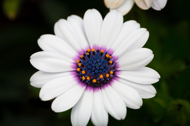 花束美丽的白色斗篷雏菊在花园宏观图片花花植物学