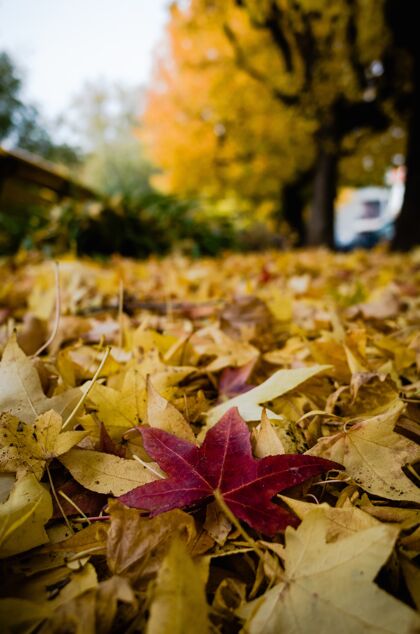自然垂直特写拍摄的红黄树叶堆在地上红色秋天植物