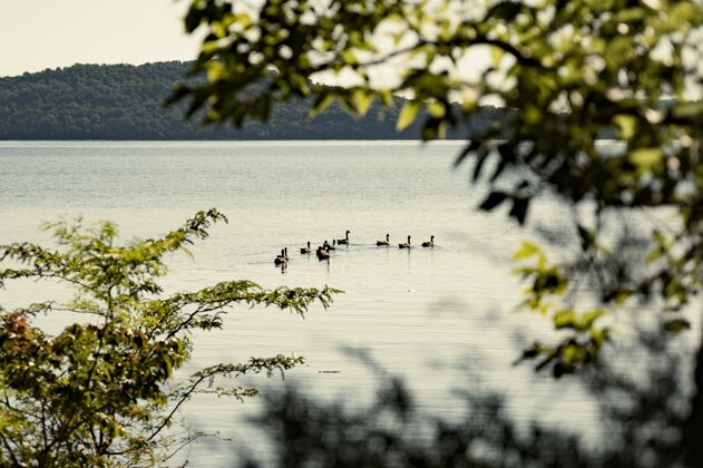 树叶选择性聚焦拍摄湖面上的鸭子和树叶山自然环境森林