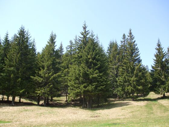 公园森林里的树木长在绿色的田野上绿色土地田野