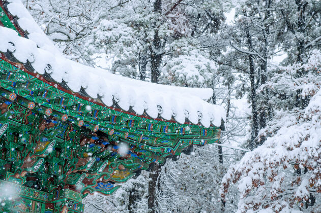 森林冬天的景致 韩国首尔 京畿道的屋顶和飘雪行动雪花韩国
