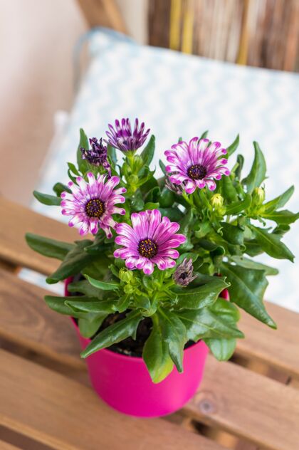 开花高角度垂直特写镜头盛开的粉红色花朵在粉红色的花盆木垂直枕头