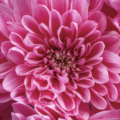 开花特写美丽的粉色花朵自然生长开花
