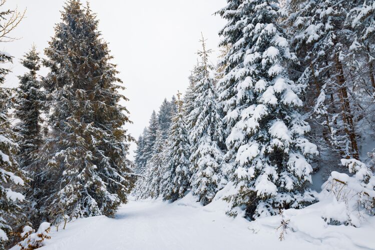 景色俯视图巨大别致的雪冷杉树生长在雪山中央北方自然概念版权所有季节仙境山峰
