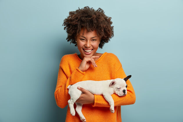 家庭人 动物 友谊 爱的概念积极的非裔美国妇女抱着法国斗牛犬品种的宠物小狗 真诚地笑 把手放在下巴下 站在室内的蓝色墙壁上感情动物睡着了