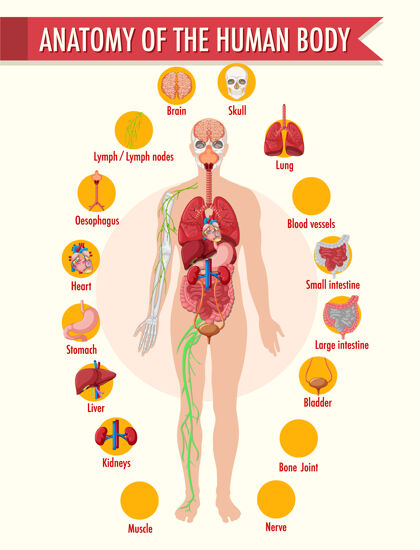 心人体解剖学信息图血管肌肉身体