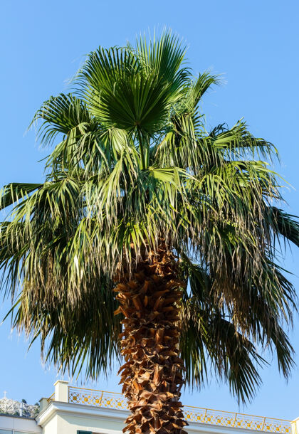 季节棕榈树顶（特写）蓝天背景顶房子棕榈树