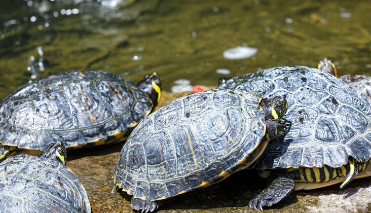 野生动物一群海龟在水旁休息条纹贝壳海龟