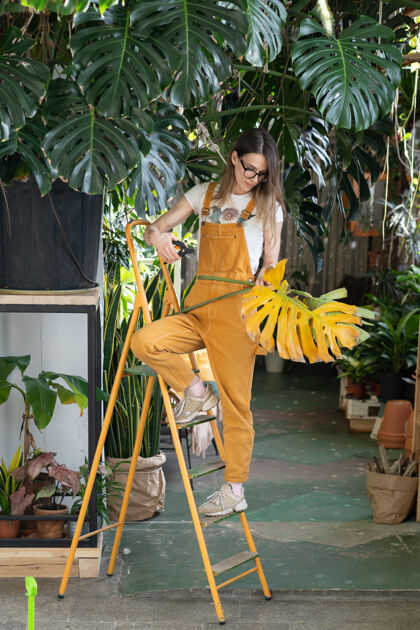室内女花匠在家庭花园或室内植物工作切割有机温室
