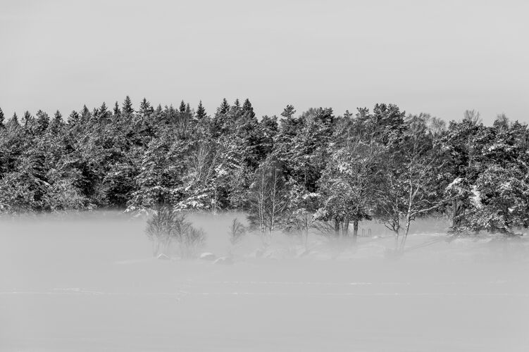 地面冬天的景色有白雪覆盖的常青树和浓浓的地面雾雾冬天树