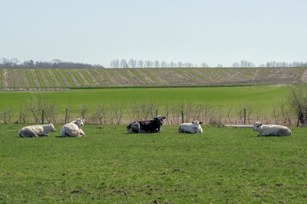 草地特写镜头菲斯奶牛休息在一个绿色的领域与领域和树木牧场乡村哺乳动物