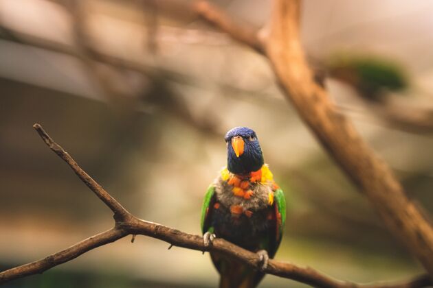 宠物特写选择性聚焦拍摄一只热带鹦鹉坐在树枝上侧视鹦鹉羽毛鸟