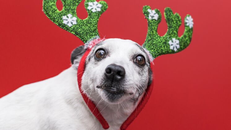 美丽可爱的圣诞概念狗的正面图家养特写宠物