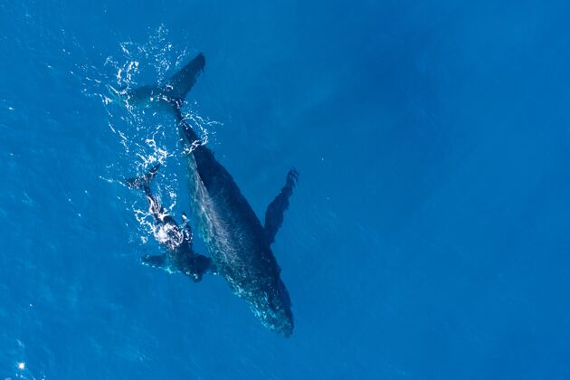 水上座头鲸在夏威夷卡帕鲁亚海岸上空用无人机拍摄岛屿潜水护理