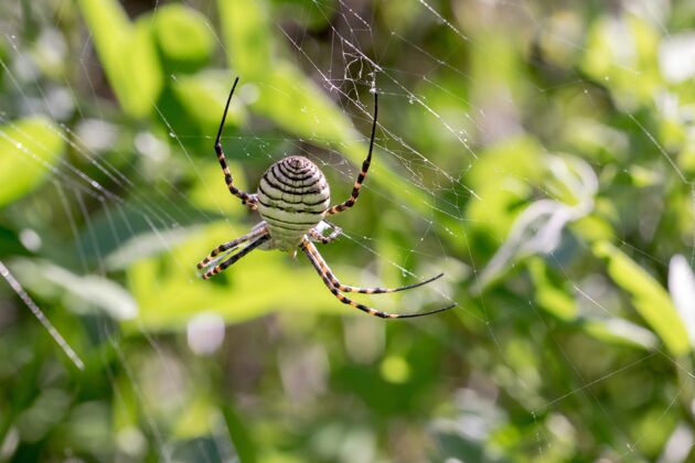 恐怖绑在网上的蜘蛛要吃掉它的猎物自然危险昆虫