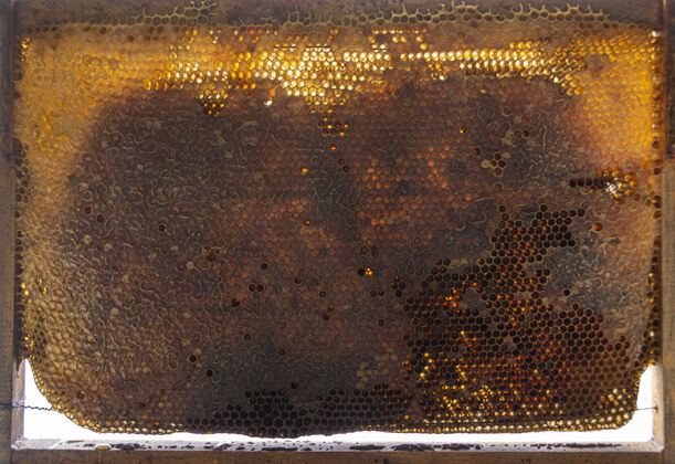 蜂蜜黄色蜂窝状纹理背景多边形纹理