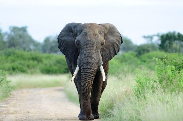 稀树草原美丽的大象在绿草绿树环绕的碎石路上稀树草原耳朵灌木