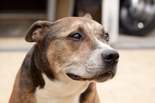 动物一只美国斯塔福德郡猎犬的特写镜头血统犬狗