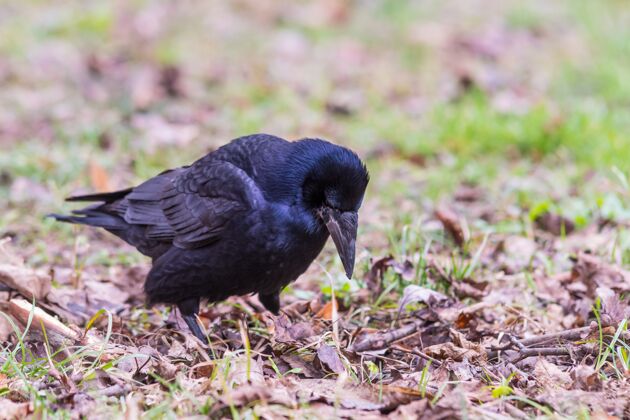 动物草丛中乌鸦的特写镜头黑鸟乌鸦