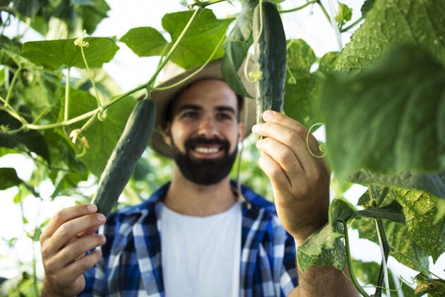 工作年轻的留着胡子的农夫在温室里种菜和检查蔬菜收获自然生长