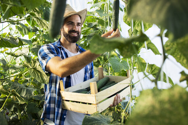 生长年轻的农民企业家戴着帽子种植和生产新鲜的有机蔬菜植物学生长收获