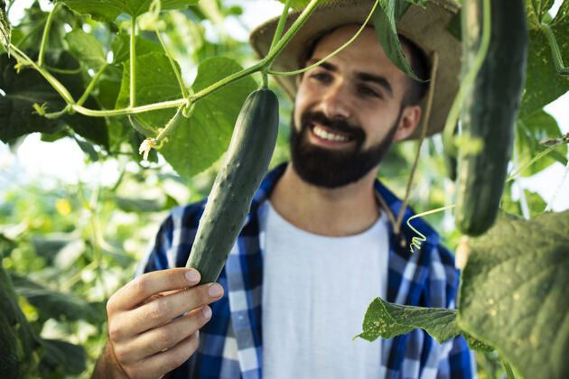植物学年轻的留着胡子的农夫在温室里种菜和检查蔬菜成熟有机农业