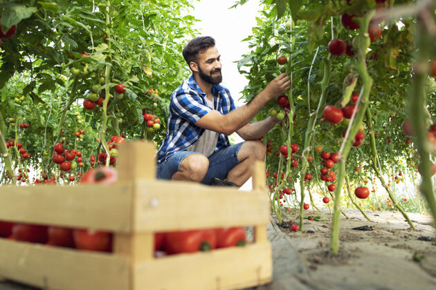 采摘农夫拿起新鲜成熟的番茄蔬菜 放进木箱里素食主义者板条箱人
