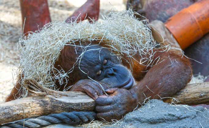 动物头上顶着一堆干草的睡着的猩猩做梦食草动物休息