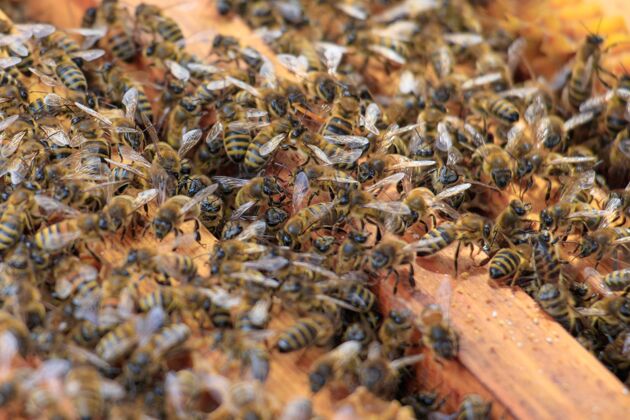 蜂巢阳光下蜜蜂在蜂巢上的特写镜头花蜜蜂巢翅膀