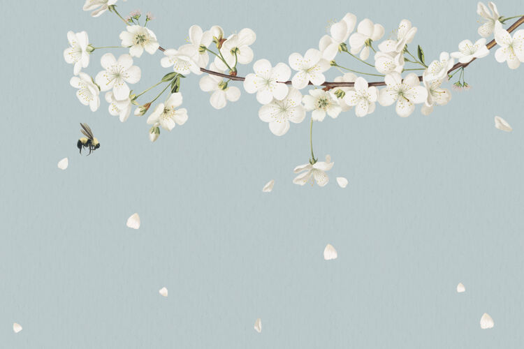 开花空白白色花卡设计植物新娘浪漫