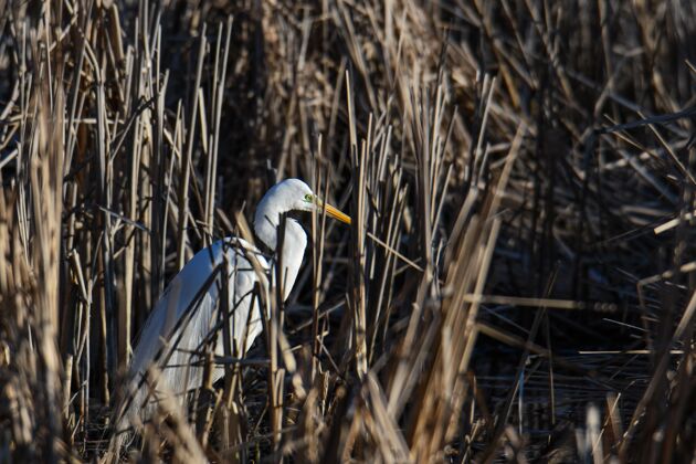 鸟一只白鹭在满是草的池塘边的美丽镜头海洋户外太阳