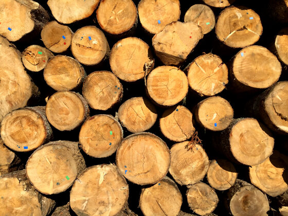 循环成堆的松木准备在木材加工行业中切割成木板木材资源加热