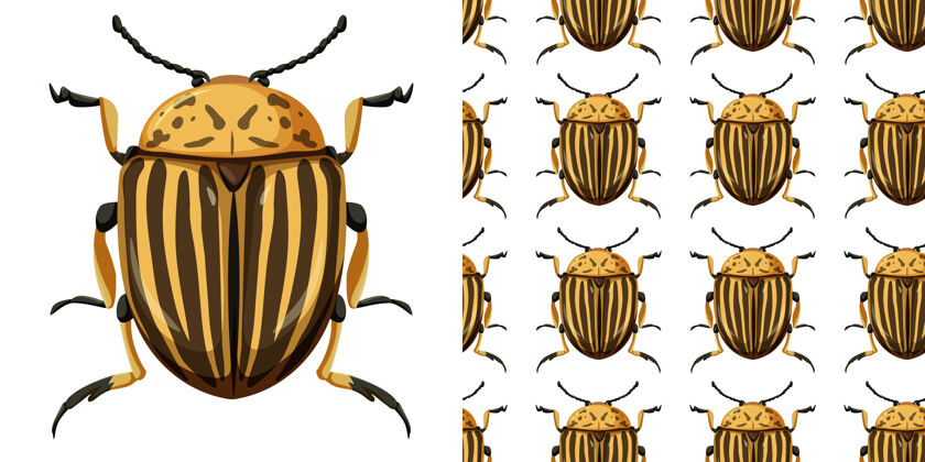 无缝科罗拉多甲虫和无缝背景昆虫学动物动物