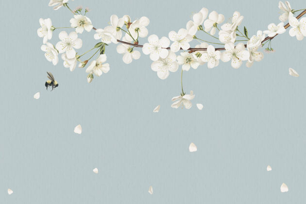开花空白白色花卡设计植物新娘浪漫