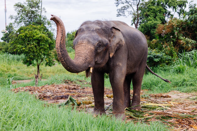 阳光美丽的泰国亚洲象的肖像矗立在绿色的田野上 大象长着修剪过的象牙热带公园亚洲