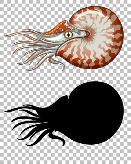 自然房间鹦鹉螺与它的轮廓上透明动物异国情调海洋