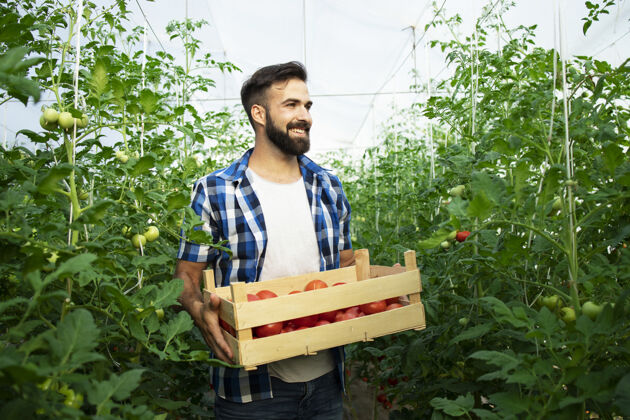 花园年轻的微笑着的农民的肖像与新鲜采摘的番茄蔬菜 站在温室花园蔬菜人生产