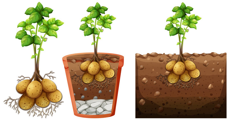 生长在白色背景上隔离根的马铃薯植物集植物卡通